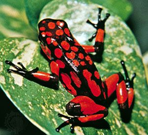 Poison Arrow Frog, Venomous Animals, Frog Facts, Poison Frog, Amazing Frog, Poison Dart, Frog Pictures, Salamanders, Dart Frog