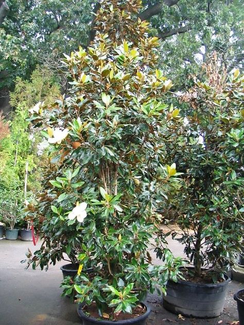 Little Gem Magnolia Root System – StudiousGuy Magnolia Tree Landscaping, Little Gem Magnolia Tree, Magnolia Little Gem, Landscaping Privacy, Soil Type, Magnolia Grandiflora, Wholesale Plants, Southern Magnolia, Zone 7