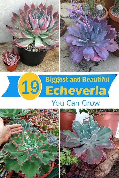 If you want to grow some of the biggest succulents, then check out these Echeveria Varieties that Grow Bigger and Fuller! Big Succulents Plants, Giant Succulents, Big Succulents, Large Succulents, Echeveria Afterglow, Chenille Plant, Echeveria Succulent, Succulents For Sale, Purple Succulents