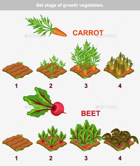 Vector Vegetables, Plantarea Legumelor, Beets Carrots, Red Season, Vegetable Garden Diy, Home Vegetable Garden, Vegetable Garden Design, Food Garden, Stage Set