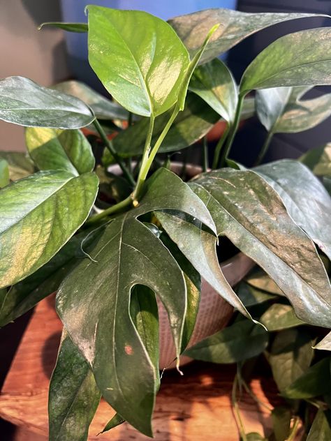 Baltic Blue Pothos, Unusual Houseplants, Pothos In Water, Blue Pothos, Pothos Plants, Lots Of Plants, Plant Window, Blue Plants, Cheese Plant