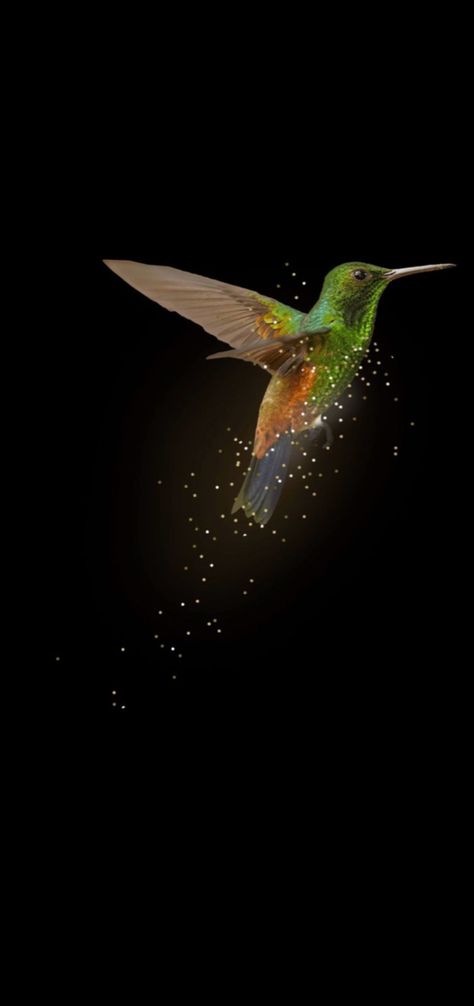 Hummingbird Phone Wallpaper, Hummingbird Wallpaper Backgrounds, Hummingbird Wallpaper, Love Wallpaper Backgrounds, Macbook Wallpaper, A Background, Watch Faces, Wallpaper Ideas, Love Wallpaper