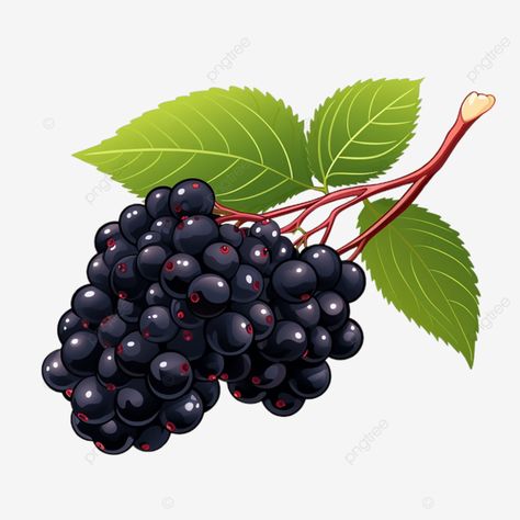 single fruit elderberry single fruit elderberry fruit transparent png Single Fruits Images, Fruits Images, Transparent Image, Single Image, Png Transparent, Transparent Png, Free Png, Png Image, Free Download