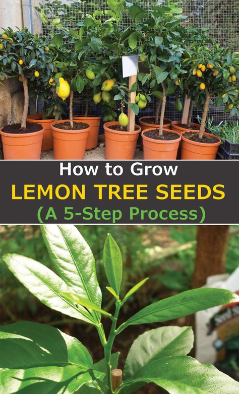 Grow Lemon From Seed, Grow A Lemon Tree From Seed Indoors, How To Start Lemon Seeds, How To Plant A Lemon Tree From Seed, Lemon Seed Germination, How To Plant Lemon Seeds In A Pot, How To Grow A Lemon Tree In A Pot, Lemon Seeds In A Cup Grow, How To Grow Lemon Tree