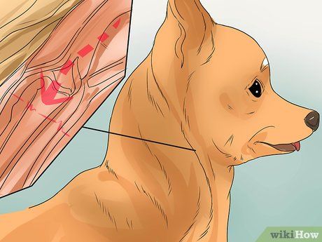 How to Treat a Collapsing Trachea in Chihuahuas: 15 Steps Dog Collapsed Trachea, Veterinary Surgery, Veterinary Surgeon, The Respiratory System, Dog Conditioner, Animal Adaptations, Physical Education Games, Pet Clinic, Team Building Activities