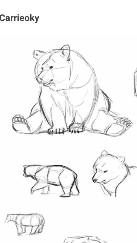 Bear Drawings Sketches, Black Bear Drawing Sketches, Things To Sketch Animals, Bear Sketch Drawing, Drawing A Bear, Sitting Bear Drawing, Bear Anatomy Drawing, Bear Sketch Simple, Animal Reference Photos For Drawing