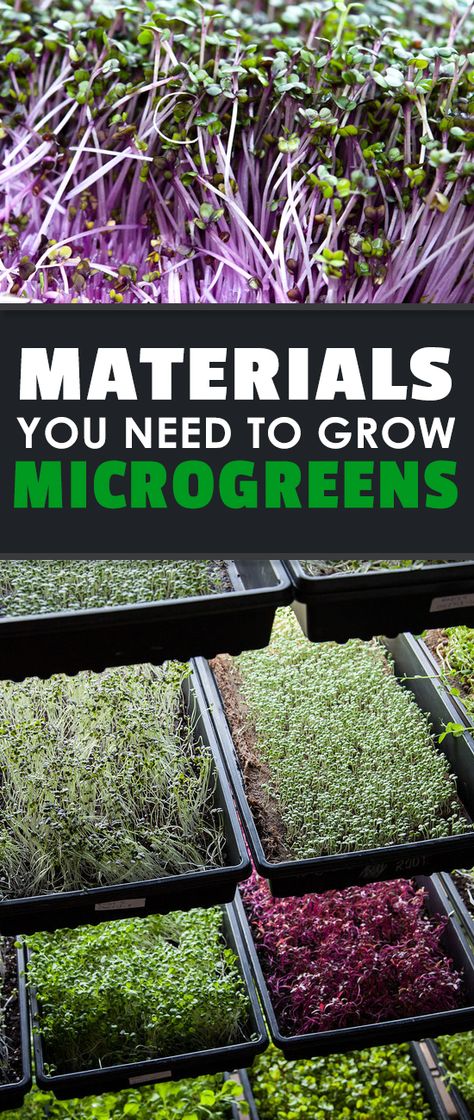 Microgreens Garden, Grow Microgreens, Micro Greens, Hydroponics Diy, Growing Microgreens, Hydroponic Growing, Aquaponics System, Hydroponic Gardening, Veggie Garden