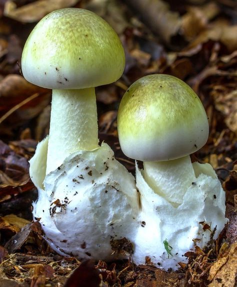 Mushroom Guide, Amanita Phalloides, Mushroom Lights, Mushroom Fungi, Wild Mushrooms, Stuffed Mushrooms