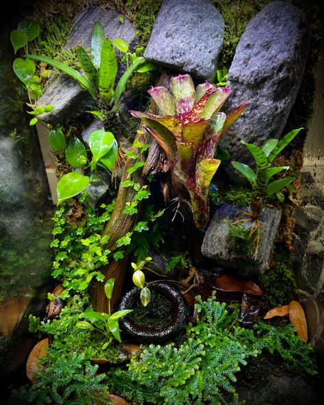 A 12 x 12 x 18 Exo-Terra vivarium build for a client. Frog Vivarium, Dart Frog Vivarium, Exo Terra, Reptile Room, Dart Frog, Vivarium, Dart, Terrarium, Exo