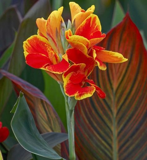 Canna Lillies, Backyard Planting, Canna Flower, Canna Lilies, Canna Lily, Lily Bulbs, Hummingbird Garden, Garden Bulbs, Planting Ideas