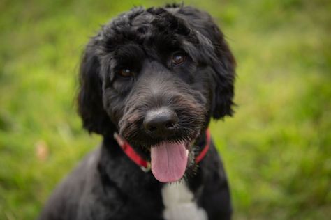 20 hypoallergenic dog breeds that won’t shed all over your house | CNN No Shed Dog Breeds, Best Family Dog, Best Family Dogs, Best Family Dog Breeds, Best Dogs For Kids, Non Shedding Dogs, Family Dogs Breeds, Hypoallergenic Dog Breed, Most Expensive Dog