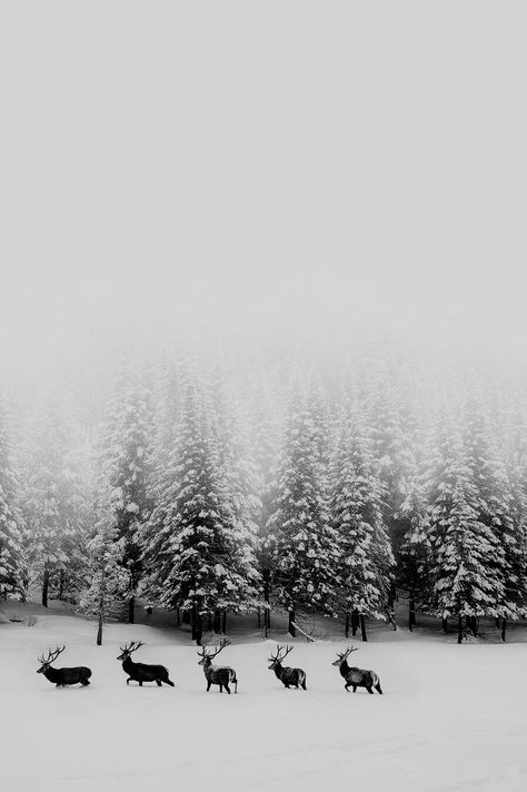 Snowy Pine Trees Wallpaper, Winter Color Aesthetic, Black And White Snow Aesthetic, Winter Black And White, Black And White Christmas Photography, Iphone Winter Aesthetic, Winter Scapes, Snowy Iphone Wallpaper, Snow Black And White