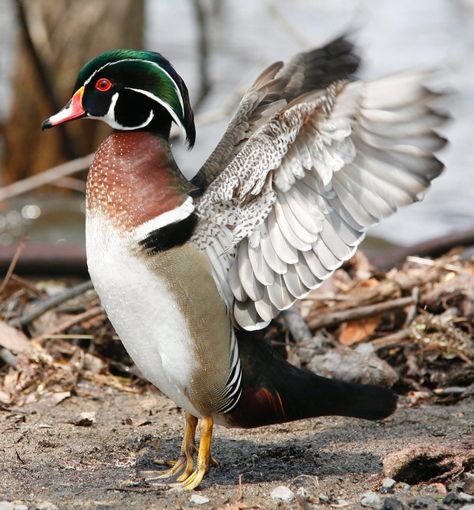 Wood duck mounts