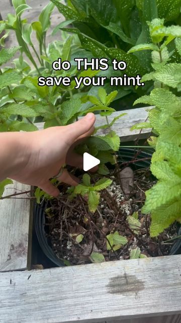 Michelle 🌱 GardensandChickens🐓 Gardener | plant nerd on Instagram: "Here’s a tip to keep your mint and mojitos flowing all season long because I can’t tell you how many times I’ve heard:  “I’m such a bad gardener, I can’t even keep mint alive”  I don’t understand the scientifical reason behind the mint cut back phenomenon… but every year around this time of year; if I don’t cut back my mint it basically tries to die on me. Once I cut it back, it regrows beautifully.   This likely only applies to mint in containers, WHICH IS THE ONLY WAY YOU SHOULD GROW MINT. Unless you hate yourself and your neighbors due to the way mint grows and spreads. 🌱😂  #herbgarden #containergarden #gardening #veggiegarden #planting #gardeningtips #growingmint #southerngarden #zone8a #georgiagardening #atlanta # Mint In Containers, Georgia Gardening, Mint Plant Care, Harvest Herbs, Grow Mint, Mint Garden, Growing Mint, Harvesting Herbs, Mint Plants