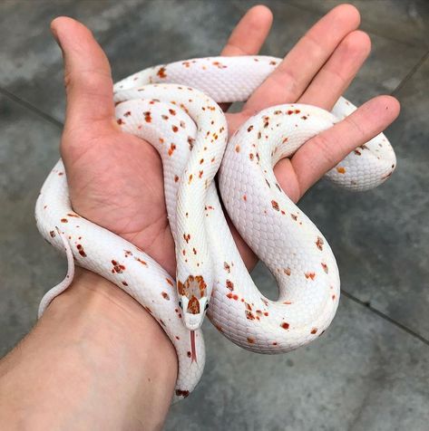 Palmetto corn snake Corn Snake Palmetto, Pet Corn Snake, Palmetto Corn Snake, Piebald Snake, Pretty Snakes Beautiful, Corn Snake Cute, Coachwhip Snake, Aesthetic Snakes, Fluffy Snake