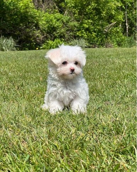 Follow@i.just.love.maltese ❤️ for more Today is my birthday, 🎂❤️ I know I'm not perfect but no one ever blessed me! Tag a friend who need to see this adorable puppy in a comment below👇 ➖➖➖➖➖➖➖➖➖➖➖➖ Credit : @popthebulldog **Credit goes to the respective owner.** 📷 | DM for perfect Credit or remove ! #maltese #maltesedog #maltesedogs #maltesegram #malteselife #malteselove #malteselover #maltesenation #malteseofficial #maltesepuppies #maltesepuppy #malteser #malteses #maltesesofinstagram #ma... Mini Maltese, Maltese Breed, Cute Maltese, Hypoallergenic Puppies, Dream Puppy, Maltese Puppies For Sale, I'm Not Perfect, Maltese Puppies, Mini Goldendoodle