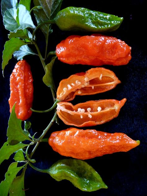 Bhut jolokia - Ghost Pepper (spice) hottest pepper on earth Jackolantern Peppers, Ghost Pepper Plant, Black Pepper Photography, Growing Ghost Peppers, Pepper Harvest, Bhut Jolokia, Pepper Spice, Ghost Peppers, Stuffed Hot Peppers