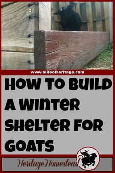 Pallet Goat House, Shelter For Goats, Pallet Goat Shelter, Pallet Shelter, Winter Pallet, Miniature Cattle, Pygmy Goats, Goat Shed, Goat Shelter