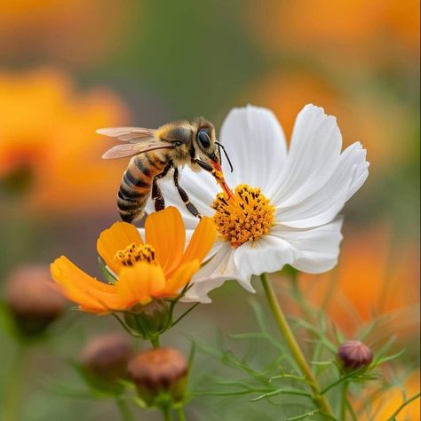 Bee Reference Photo, Honeybee On Flower, Bee Close Up Macro Photography, Bee Photo, Bee Painting, Bees On Flowers Photography, I Love Bees, Insect On Flower Photography, Painting Subjects