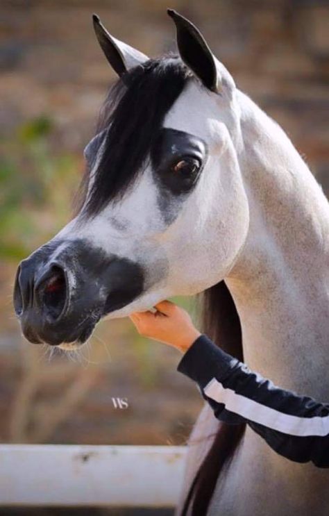 Arabian Horse Photography, Hyperrealism Paintings, Arabian Stallions, Beautiful Arabian Horses, Most Beautiful Horses, Baby Horses, Puppies And Kitties, Arabian Horses, Pretty Animals