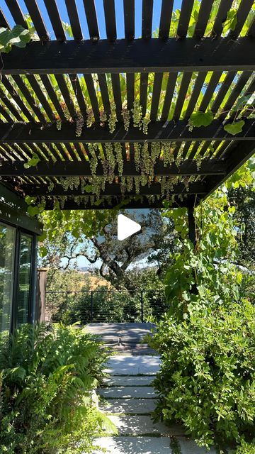 Vine Roof, Backyard Farm, Backyard Farming, Landscape Projects, Backyard Ideas, Arbor, Kiwi, Grape Vines, Awning