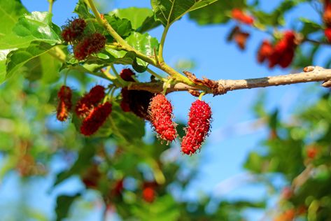 The Red Mulberry Tree (Morus rubra) is an attractive native tree that produces delicious fruit. This guide will give you all the information you need to use one in your landscape. Red Mulberry Tree, Mulberry Plant, Mulberry Trees, April Flowers, Fall Fruits, Mulberry Tree, Shade Trees, Tree Care, Deciduous Trees