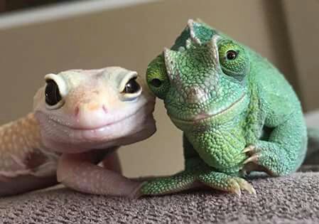 Lizards, Gecko