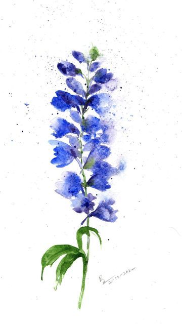 Larkspur Painting, Larkspur Watercolor, Spring Artwork, Larkspur Flower, Tulips Spring, Let's Make Art, Watercolor Blog, Watercolor Sketch, Watercolor Inspiration