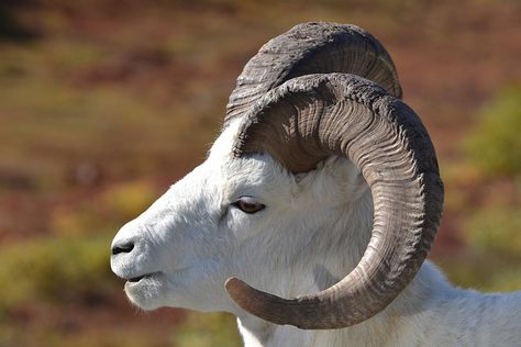 Dall Sheep, North To Alaska, Big Horn Sheep, Astrological Signs, Mule Deer, Denali National Park, Manx, Walking Canes, Grizzly Bear