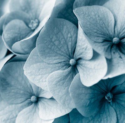 Hydrangea Pictures Photography, Hydrangeas Photography, Hydrangea Photo, Blue Magnolia, Blue Hydrangea Photography, Antique Blue Hydrangea, Nothing But Flowers, Blue Hydrangea, Flower Pot