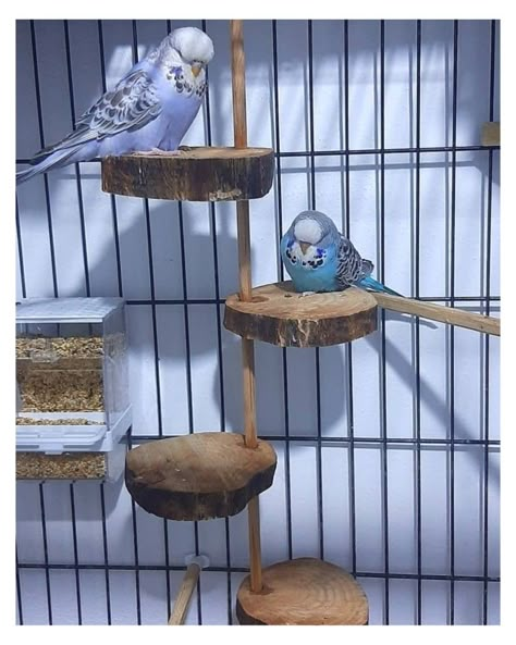 Parakeet Toys Homemade, Bird Beds For Cage, Homemade Budgie Toys, Diy Parakeet Toys Homemade, Parakeets Cage Ideas, Natural Bird Cage, Budgies Bird Cage, Budgie Bird Cage Ideas, Diy Parakeet Toys