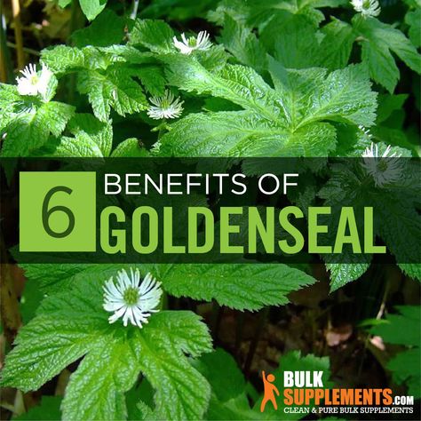 Golden Seal Benefits Natural Remedies, Goldenseal And Echinacea Benefits, Golden Seal Powder Benefits, Benefits Of Goldenseal, Golden Seal Benefits, Goldenseal Root Benefits, Goldenseal Benefits, Holistic Herbs, Diy Tea Bags