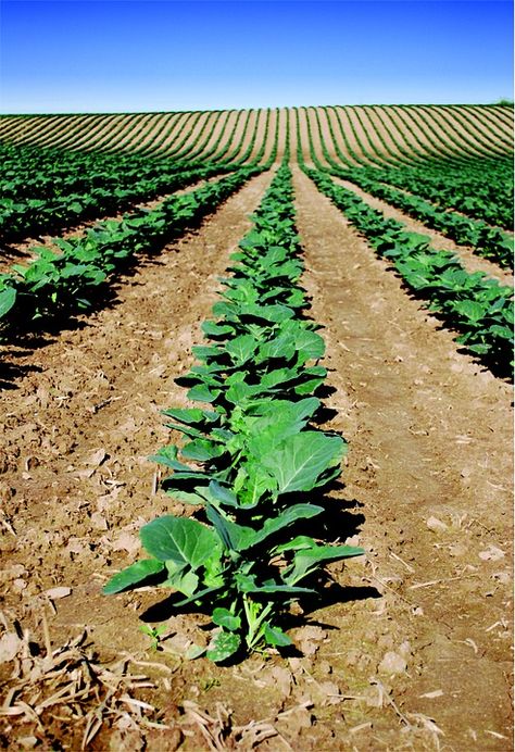 Corn, Crop, Farm, Field, Grow, Harvest, Horizon, Plant Maize Field, Agriculture Photography, Corn Crop, Crop Farming, Young Farmers, Backyard Garden Layout, Crop Production, Farm Business, Farm Field