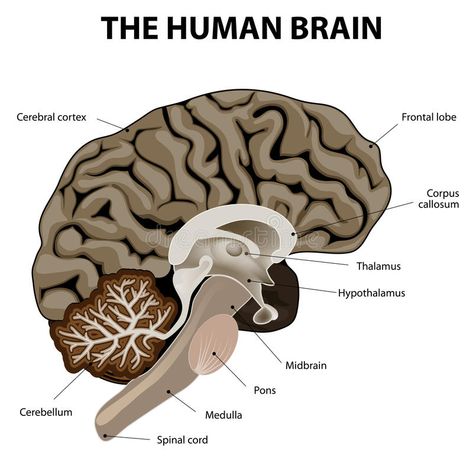 Vertical section of a human brain. Showing the medulla, pons, cerebellum, hypoth , #affiliate, #brain, #Showing, #human, #Vertical, #section #ad Caudate Nucleus, Substantia Nigra, Nervus Vagus, Deep Brain Stimulation, Cerebral Cortex, Brain Diseases, Brain Stimulation, Brain Anatomy, Cell Therapy