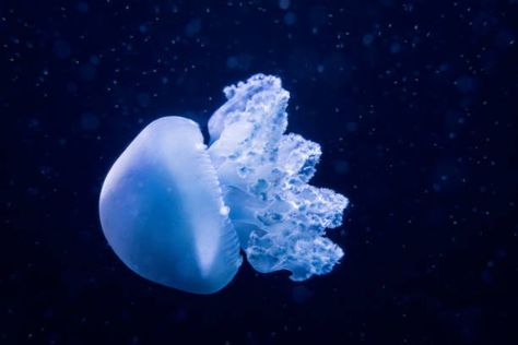 Blubber Jellyfish, Blue Blubber Jellyfish, Blue Cannonball Jellyfish, Blue Bottle Jellyfish, Cannon Ball Jellyfish, Cannonball Jellyfish, Baby Jellyfish, Sea Of Stars, Blue Jellyfish