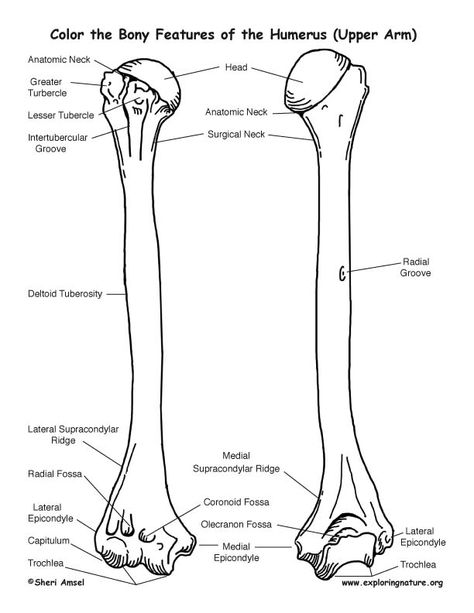 Humerus Bony Features – Coloring Nature Human Skeleton Anatomy, Anatomy Coloring Book, Anatomy Bones, Physical Therapy Assistant, Study Biology, Nurse Study Notes, Basic Anatomy And Physiology, Medical Student Study, Human Body Anatomy