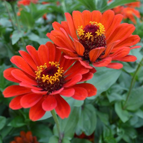 Zinnia Seeds, Zinnia Elegans, Long Vase, Garden Catalogs, Zinnia Flowers, Geometric Vases, Paper Vase, Pink Vase, Cut Flower Garden