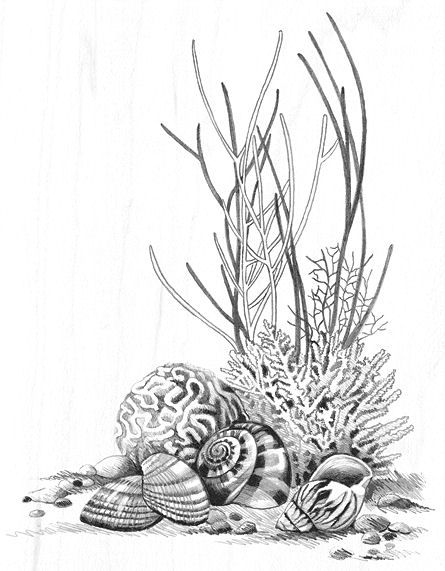 Sea Floor Drawing, Sea Life Sketches, Coral Tattoo Design, Seashell Silhouette, Coral Reef Tattoo, Sealife Drawing, Ocean Sketch, Coral Reef Drawing, Coral Tattoo