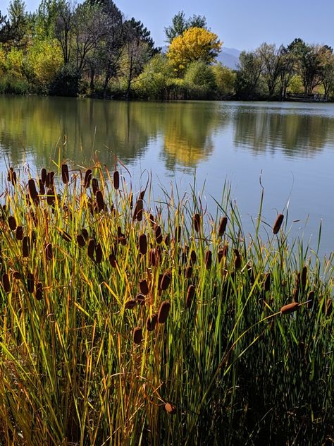 Cattails Painting, Beautiful Pond, Embroidery Landscape, Pond Painting, Fall Trees, Wildflower Meadow, Amazing Nature Photos, Lake Forest, Survival Prepping