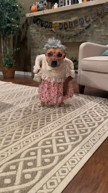 Transform your pup into the cutest old lady on the block with this DIY Dog Costume for Halloween! 🐶👵 This easy and charming costume idea will steal the show at any Halloween event. Get ready for smiles and wagging tails! 🎃🐾 Credit: mister_samson31 Grandma Halloween Costume, Tick Repellant, Diy Dog Costume, Diy Pet Costumes, Dog Cosplay, Small Dog Costumes, Deadly Doll, Dog Costumes Funny, Lady Dog