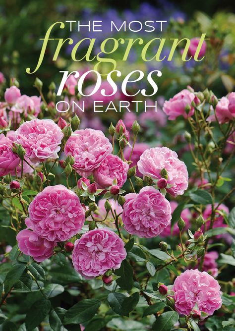 Which are the most fragrant roses on earth? Read our guide to a heavenly scented garden... - The Perfume Society Perfume Delight Rose, Most Fragrant Roses, Fragrant Plants Outdoors, Earth Angel Rose, Gardening Indoors, Eden Rose, Scent Garden, Rose Cuttings, Rose Garden Design