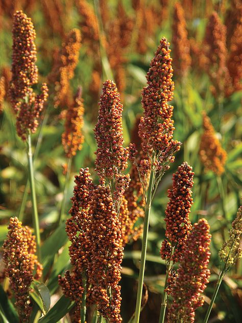 sorghum Sorghum Plant, Farm Crops, Farm Facts, Batman Cosplay, Crop Production, Summer Backyard, Beef Cattle, Sunflower Garden, Ancient Grains