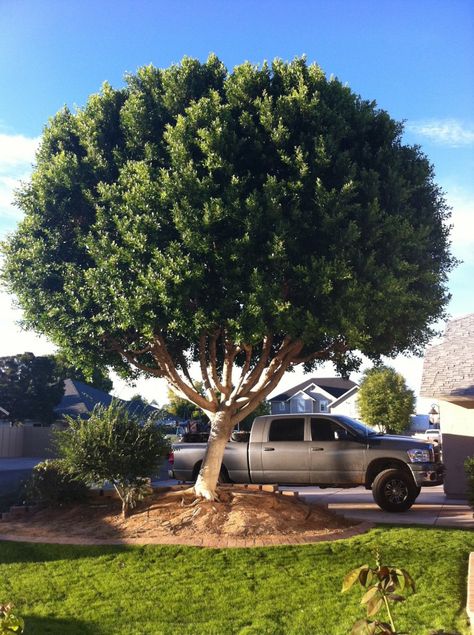 ficus-after Ficus Tree Outdoor, Ficus Tree Care, Arizona Botanical Garden, Lawn Garden Ideas, Wind Storm, Ficus Benjamina, Indoor Bonsai, Small Shrubs, Ficus Tree