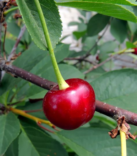 Planting Cherry Trees, Growing Cherry Trees, Types Of Cherries, Fruit Trees Backyard, Alyssum Flowers, Cherry Plant, Shrubs For Landscaping, Sour Cherries, Growing Fruit Trees