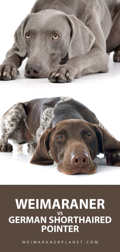 Weimaraner vs German Shorthaired Pointer: What’s The Difference? – Weimaraner Planet Weimaraner Dogs Grey, Bad Pun Dog, German Shorthaired Pointer Puppies, German Shorthaired Pointer Training, Dog Paw Care, Blue Weimaraner, Weimaraner Puppy, German Pointer, Hunting Dogs Breeds