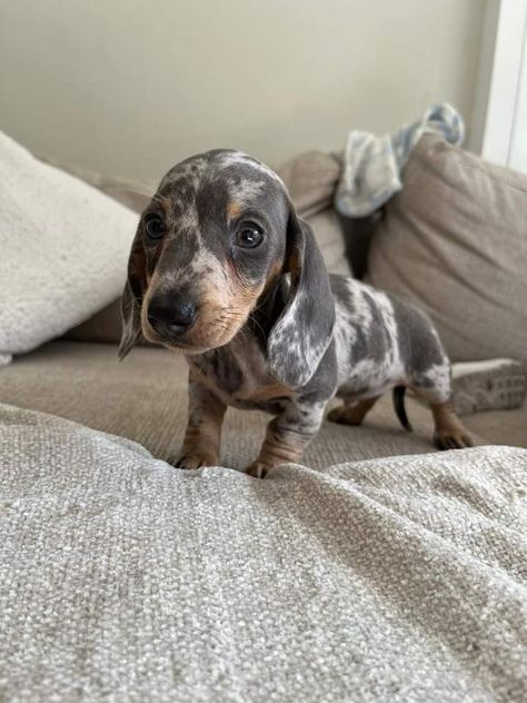 Blue Dapple Dachshund, Blue Dachshund, Dapple Dachshund, Miniature Dachshund, Dachshund, The Family, Miniatures, Log In, Log