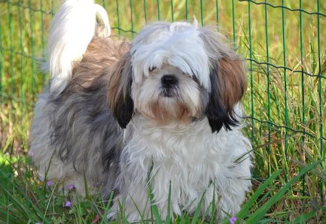 Shih Tzu : l'essentiel à savoir sur ce petit chien coquet Shih Tzu Hair Styles, Baby Shih Tzu, Teacup Shih Tzu, Dog Breeds That Dont Shed, Shih Tzu Haircuts, Perro Shih Tzu, Chien Shih Tzu, Shih Tzu Grooming, Shih Tzu Funny