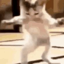 Dancing Whoop GIF - Dancing Whoop Dance - Discover & Share GIFs Dancing Cat Gif, Meme Dance, Happy Cat Gif, Dancing Meme, Dancing Animated, Cat Dancing, Dance Gif, Meme Cat, Dance Memes