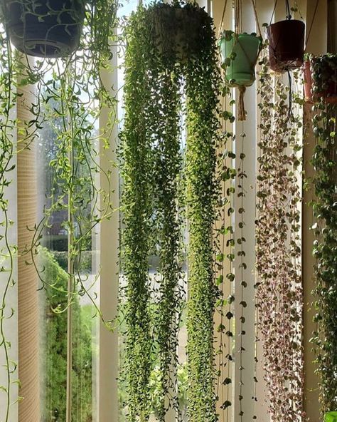 ZZ Botanical and Home on Instagram: “Trailing plant goals! 😮💚🌿 #trailingthingsthursday Tag a friend 🙏 Photo: @thejungleonhighpoint” Drooping Plants, Creeping Fig, Plant Wishlist, Plant Mama, Household Plants, Apartment Plants, Hanging Plants Indoor, Green Interior, Sunrooms