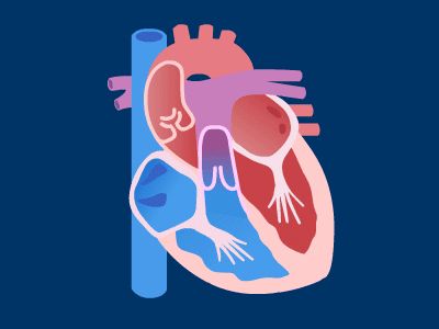 Heart Pumping Animation, Heart Location Anatomy, Picture Of A Heart Organ, Cardiovascular Disease Illustration, Angiography Heart Video, Cardiology Art, Human Body Science Projects, Human Body Science, Science Anchor Charts